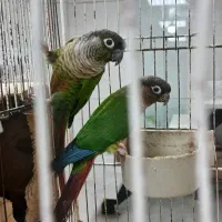 طوطی گرینچیک مولد