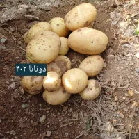 سیب زمینی|عمدهفروشی|کبودرآهنگ, |دیوار