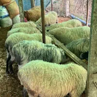 میش ۲ ساله رومانف دو قلو زا|حیوانات مزرعه|لاهیجان, بوجایه|دیوار