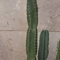 افوربیا ودوکاکتوس سرحال و ریشه دار|گل و گیاه طبیعی|تهران, امام حسین|دیوار