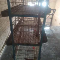 قفس پرنده