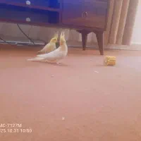 عروس هلندی ومرغ عشق|پرنده|محمدیه-قزوین, |دیوار