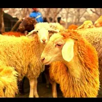 همه نژاد همه وزن همه نوع فروش گوسفند زنده|حیوانات مزرعه|تهران, کیانشهر|دیوار