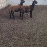 توقلی ماده وبز ابستن|حیوانات مزرعه|سیمین شهر, |دیوار