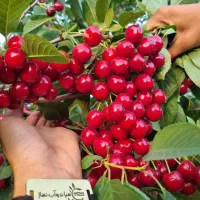 فروش نهال البالو مجار شناسه دار|خدمات باغبانی و درختکاری|پل سفید, |دیوار