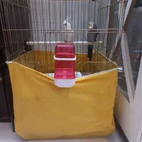 عروس نر و ماده دستی