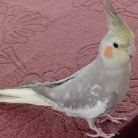 عروس هلندی|پرنده|نجفآباد, یزدانشهر|دیوار