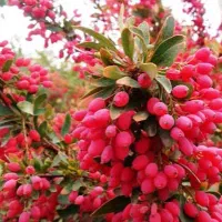 نهال زرشک|گل و گیاه طبیعی|جلگه ماژان, |دیوار