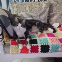 واگذاری گربه dsh