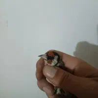 سهره دارم تو لکه پر ریزی معاوضه
