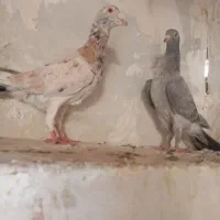 کبوتر هفت رنگ ۸ جفت