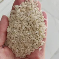 30کیلو  برنج چمپا محلی ب فروش میرسد