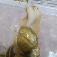 آچاتینا بالغ و مولد|خزنده|تهران, عباس‌آباد|دیوار