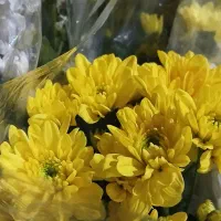 گل داوودی