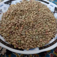 عدس تازه ممتاز