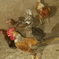 فروش مرغ خروس