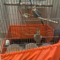 یک جفت عروس هلندی|پرنده|تهران, افسریه شمالی|دیوار