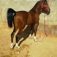 اسب تعدادی مادیون و نریون و کره درجه یک فروشی