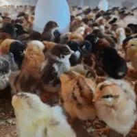 جوجه گلپایگانی واکسن خورده|حیوانات مزرعه|تهران, اتابک|دیوار