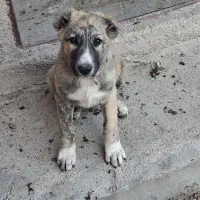 سگ توله ماده|سگ|بندر ترکمن, |دیوار