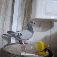 کفتر جوجه پلاکی و جوجه طوقی|پرنده|شیراز, شیخ علی چوپان|دیوار