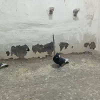 3عددکفتر|پرنده|زرند, |دیوار