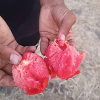 گوجه فرنگی بازاری|خوردنی و آشامیدنی|خان ببین, |دیوار