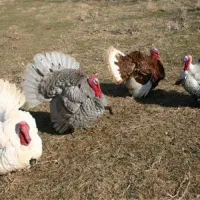 بوقلمون طبیعی|حیوانات مزرعه|پارسآباد, |دیوار