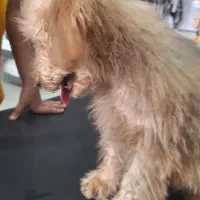 پودل اصل