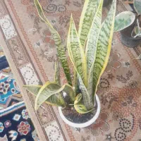 گل های آپارتمانی|گل و گیاه طبیعی|رشت, سلیمانداراب|دیوار