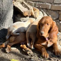 واگذاری توله شکاری|سگ|صادق آباد, |دیوار