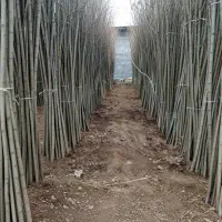 تخفیف شگفت‌انگیز نهال شال|حراج|یاسوج, |دیوار