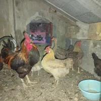 مرغ و خروس محلی اصل