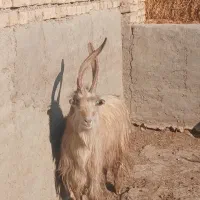 ۷رس‌بزغاله‌نر‌عالی‌برای‌ نربزی دونه ای ۲۵۰۰۰۰۰۰|حیوانات مزرعه|جوادآباد, |دیوار