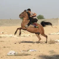 اسب مادیان کرد تولیدی و سواریدار استثنایی