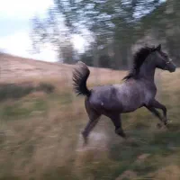 اسب عربی اصیل وزیبا|اسب و تجهیزات اسبسواری|فریدونشهر, |دیوار