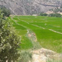 زمین برنجکاری