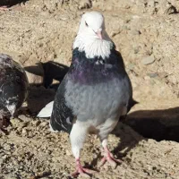 ۴طوق کبوتر اصیل یکجای ۱۵۰۰ مقطوع|پرنده|هشتگرد, شهرک اداری|دیوار