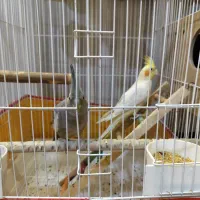 یک جفت عروس هلندی