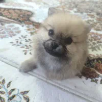 پامر خرسی|سگ|کلاله, |دیوار