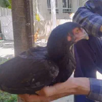 جوجه
