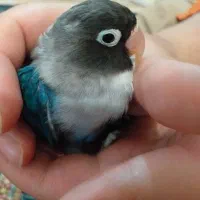 طوطی فیشر نر دستی