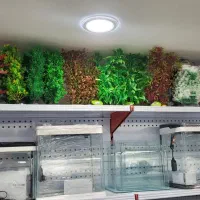 گیاه  آکواریوم