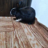 خرگوش مشگی و قوای وسفید برای فروش|موش و خرگوش|اسالم, |دیوار