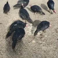 فروش بوقلمون محلی|حیوانات مزرعه|چهاربرج, |دیوار