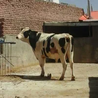 ماده گاو گوشتی و داشتی|حیوانات مزرعه|بیرجند, |دیوار