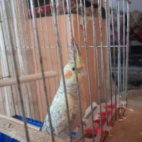 یه جفت عروس هلندی گلباقلی