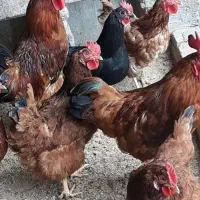 مرغ و خروس تخم گذار محلی