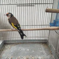 سهره داغسر تازه معاوضه با دورگ یا قناری جفت