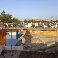 کفتر بوم